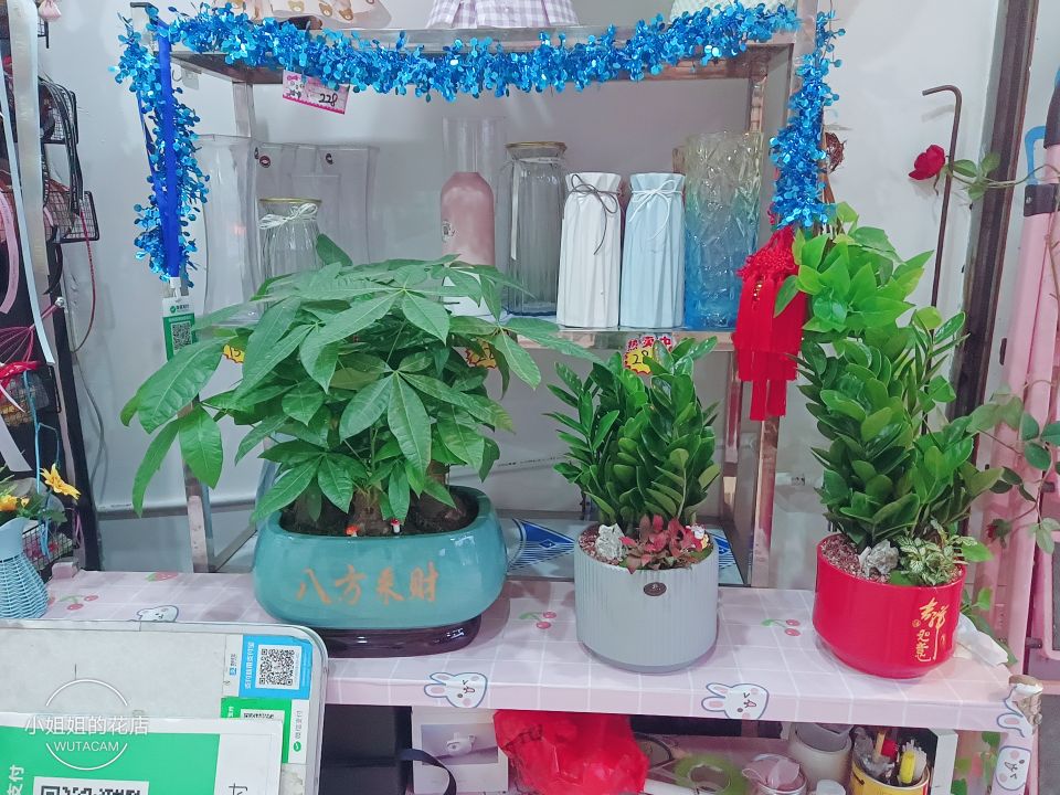 小姐姐的花店