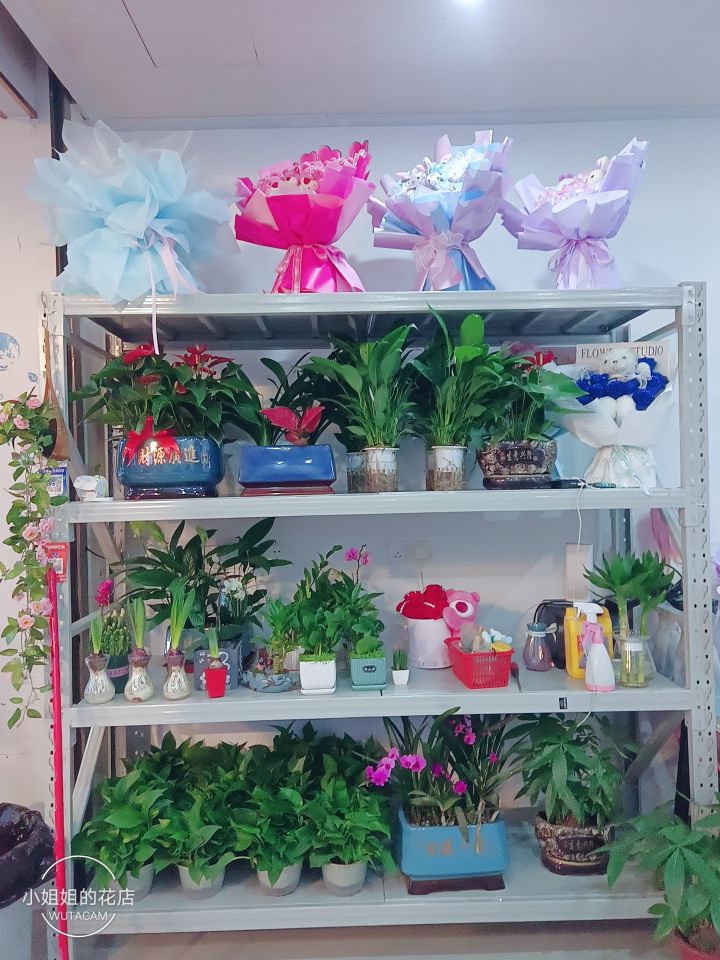 小姐姐的花店