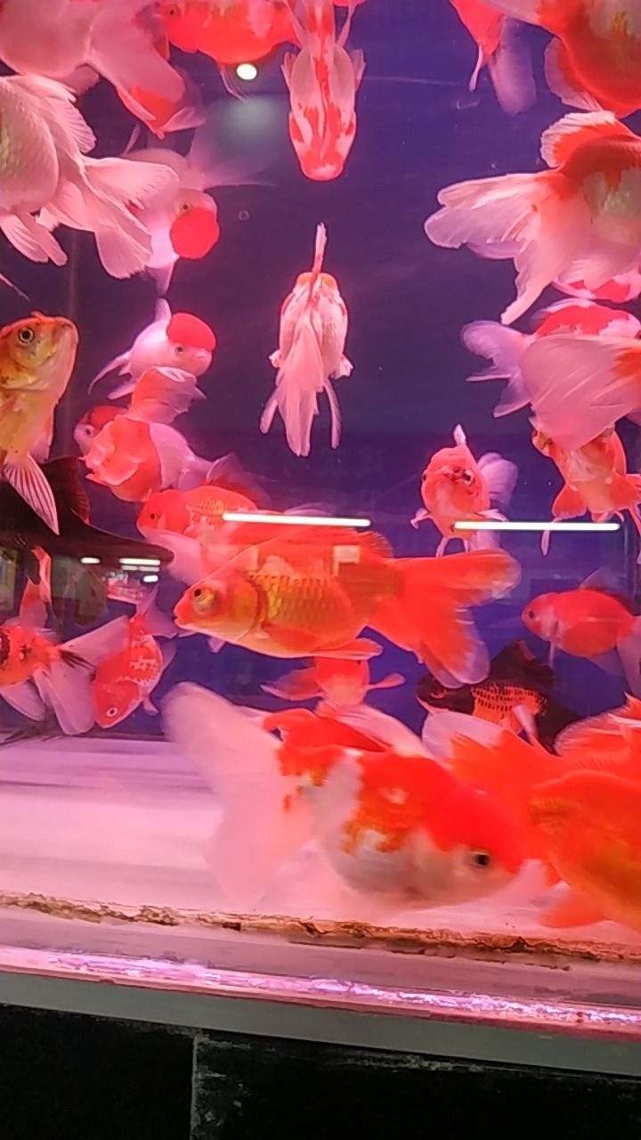 水语湾水族观赏鱼(益智发店)