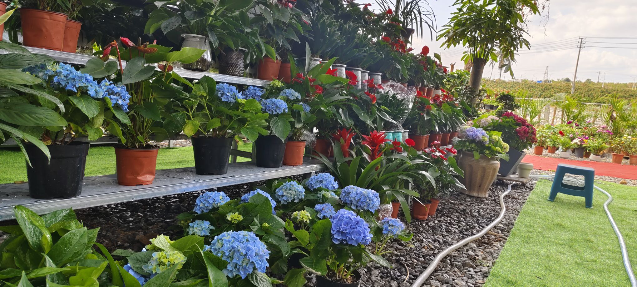 如云花卉基地中心