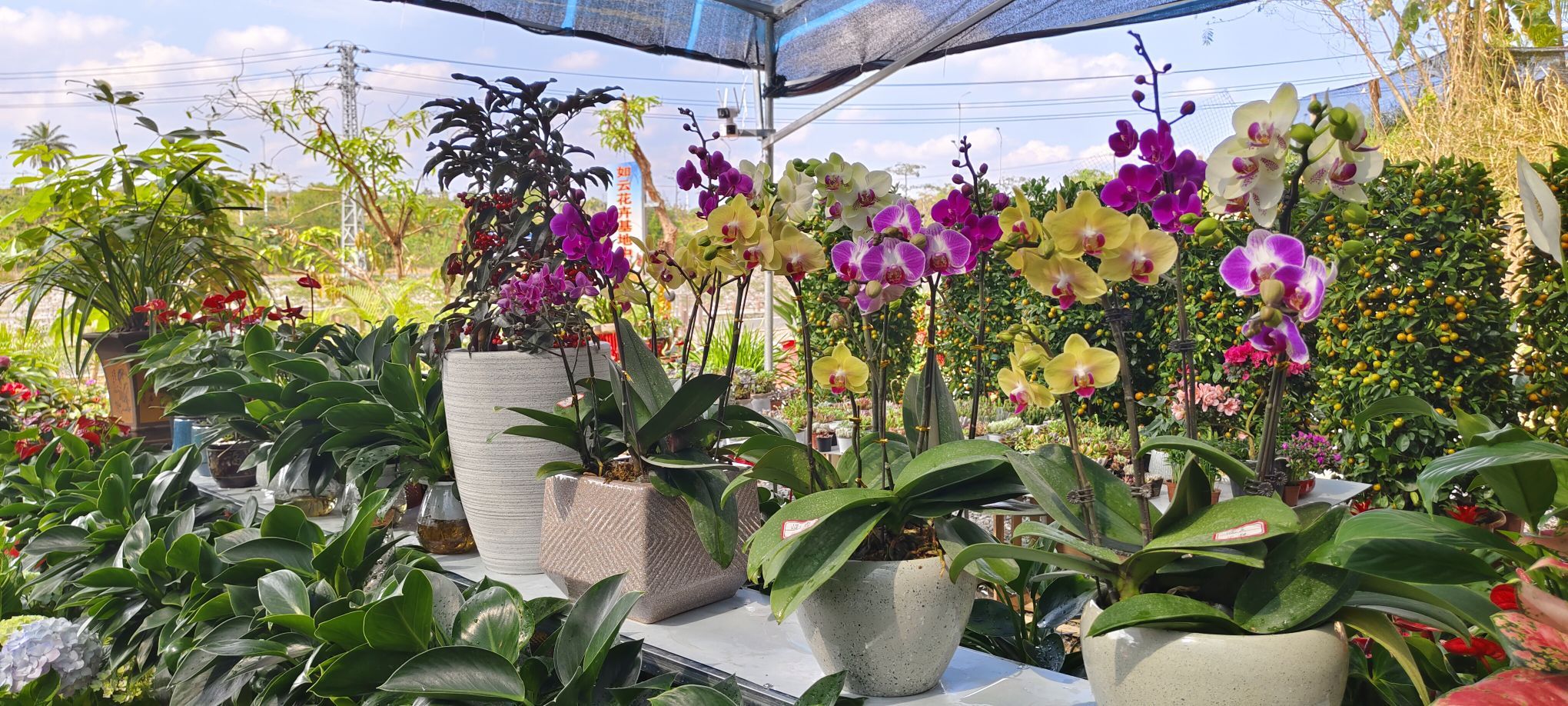 如云花卉基地中心(昌江石碌)