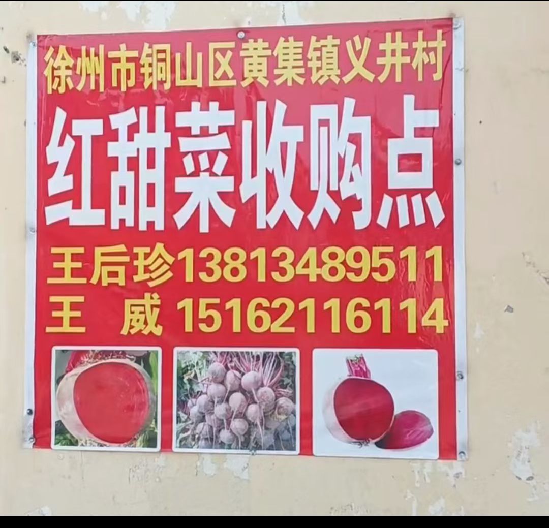 王威红甜菜收购点
