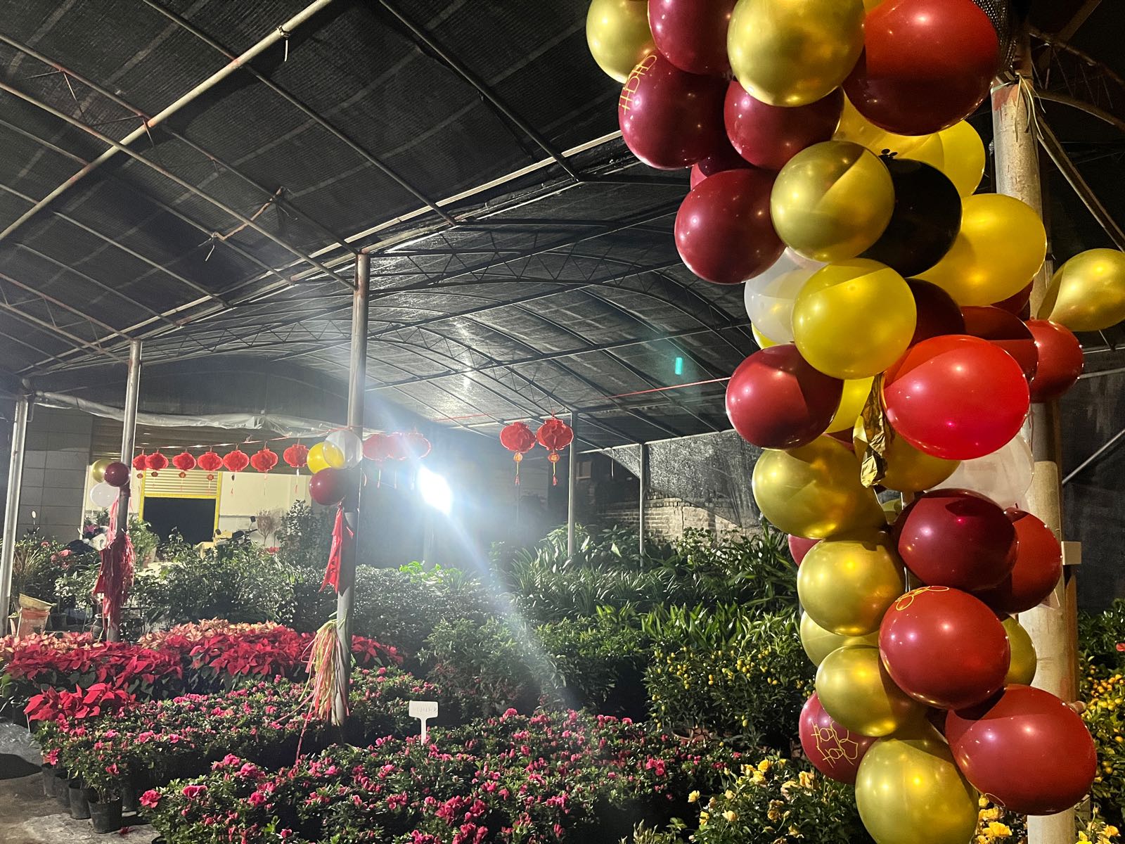 新屋仔村红标花卉