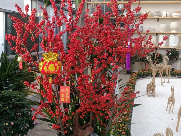 森安园艺花卉