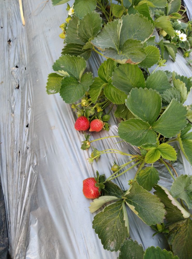 阳光草莓圣女果采摘园