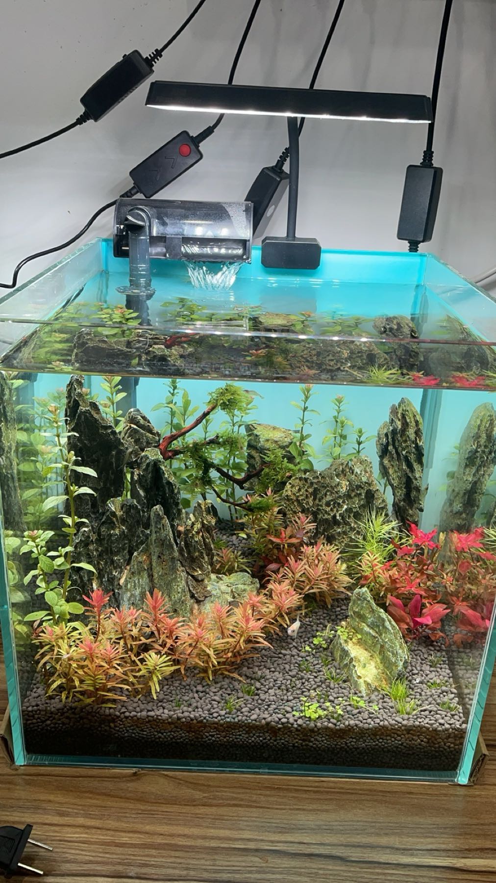 疯狂水草观赏鱼水族店