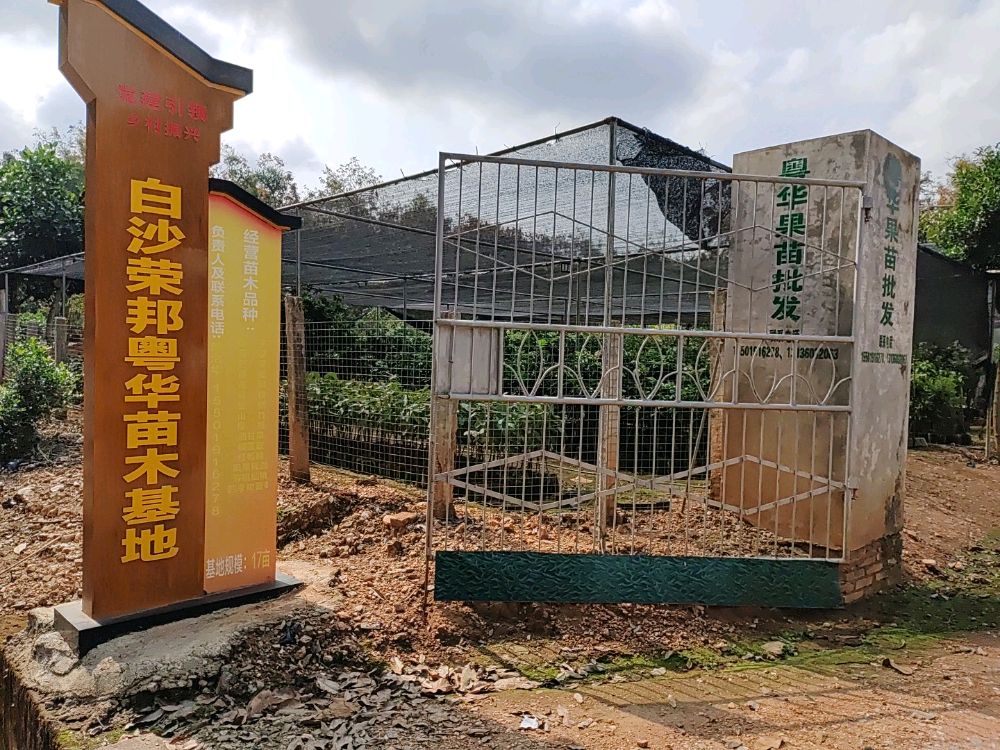 白沙荣邦粤华苗圃场