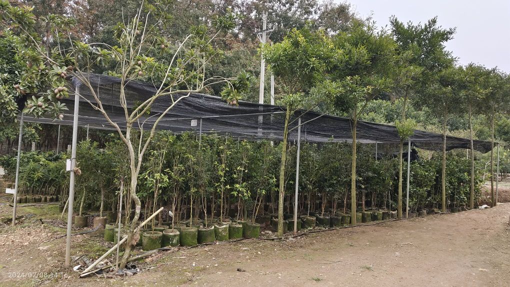 白沙荣邦粤华苗圃场