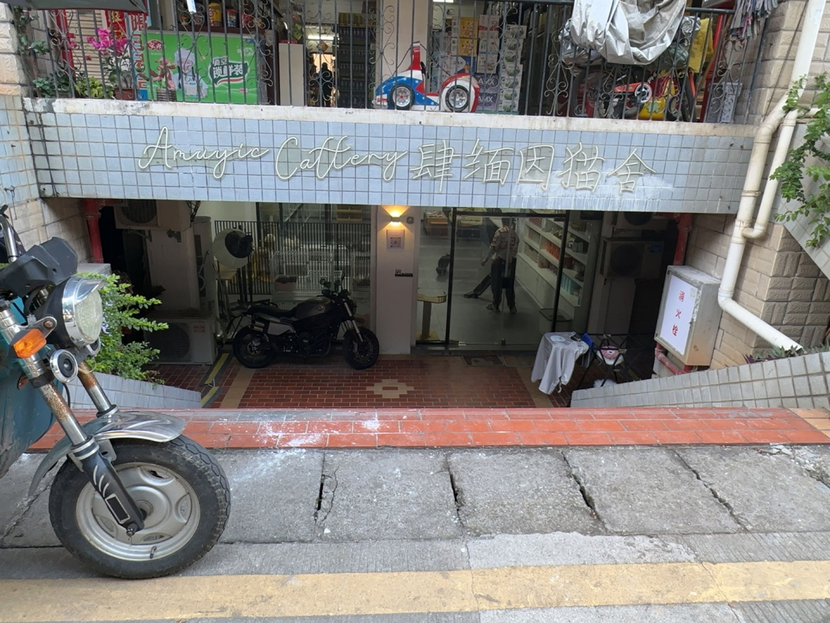 Amuyic·Cattery肆·缅因猫舍(银城明珠店)
