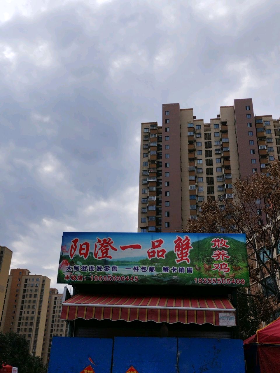 阳橙一品蟹