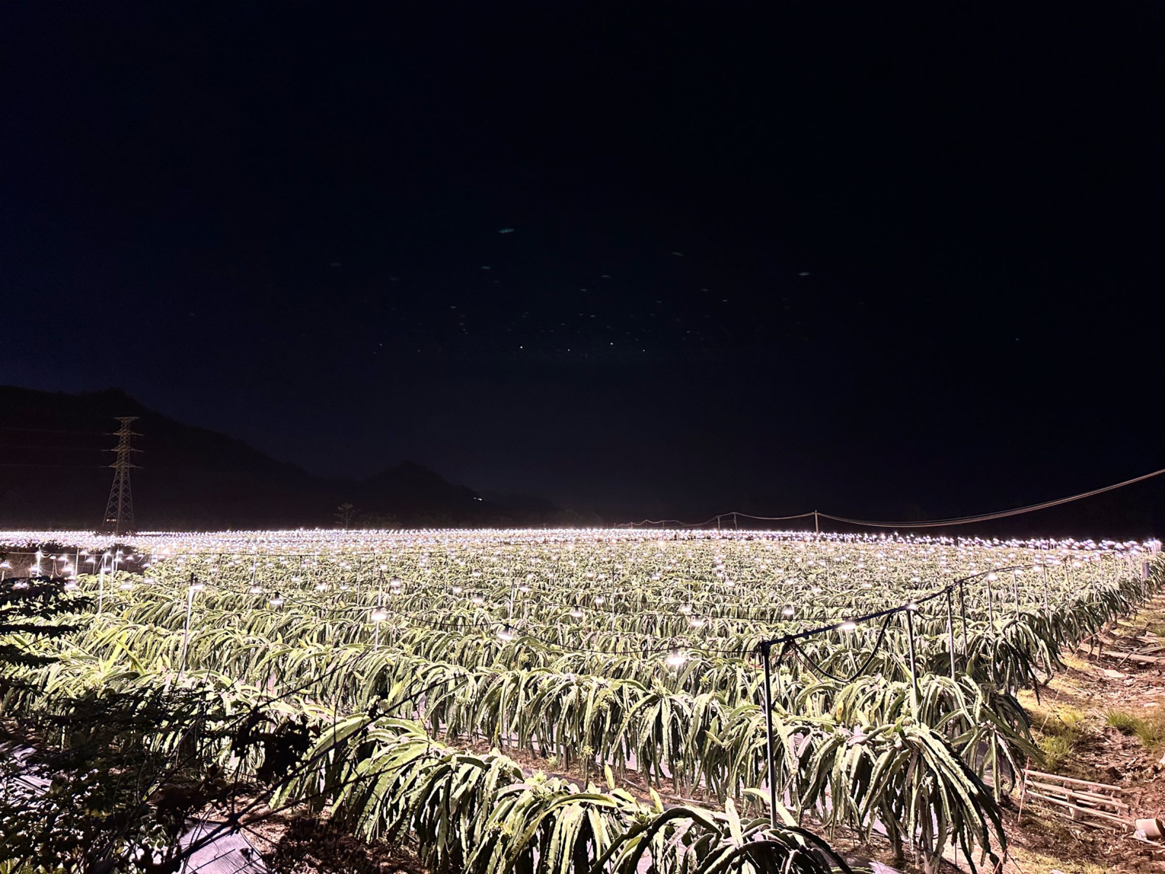 红德火龙果基地