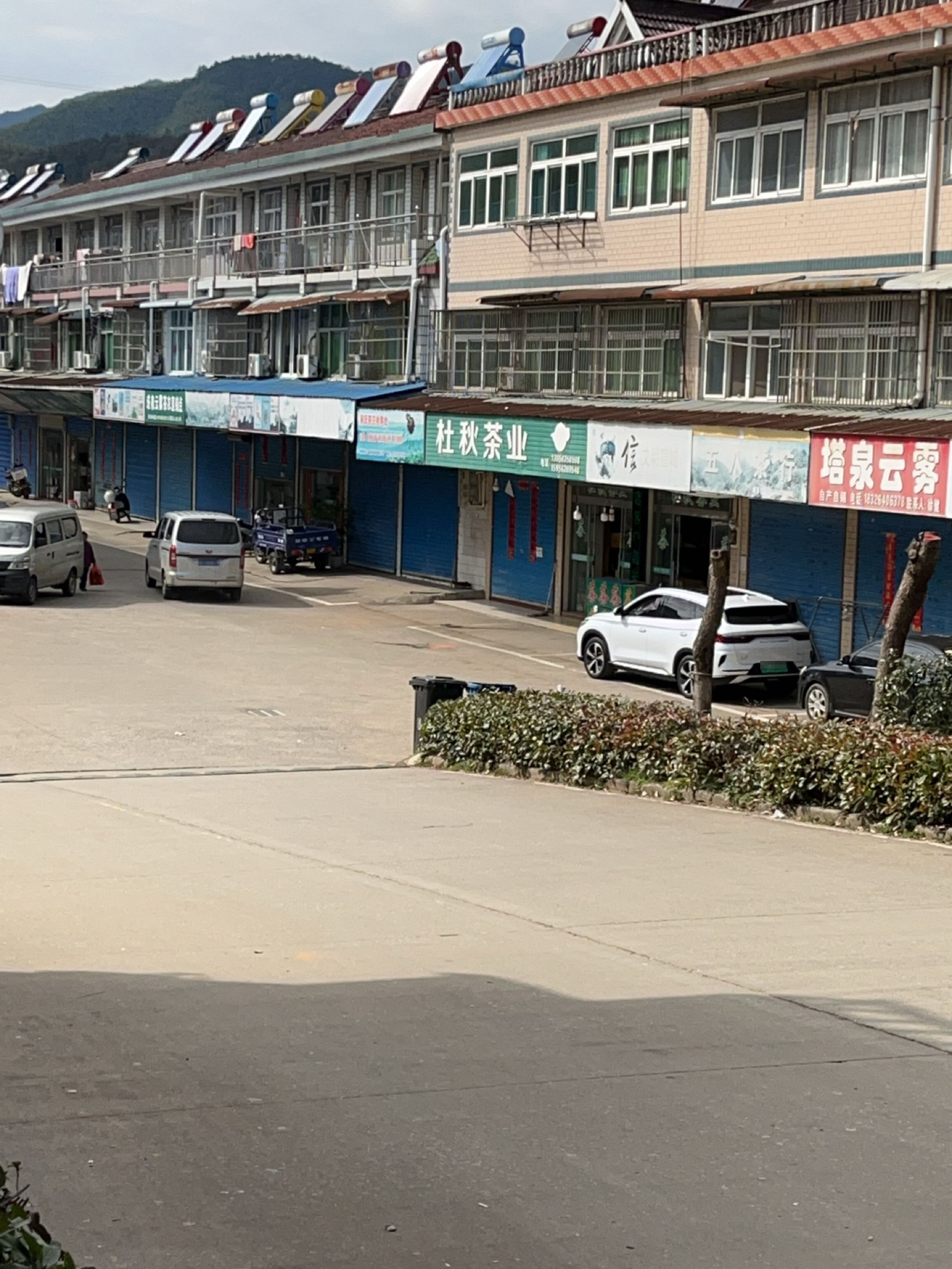 杜秋茶