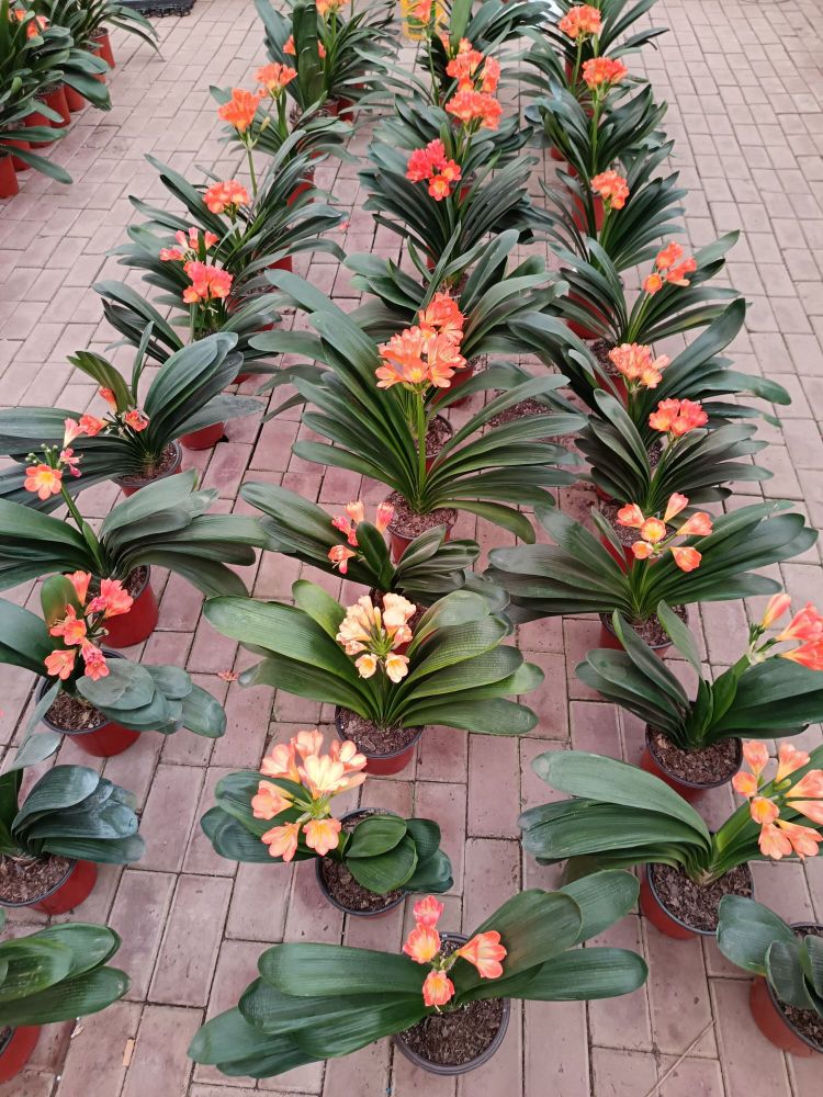中国恒美国际花都