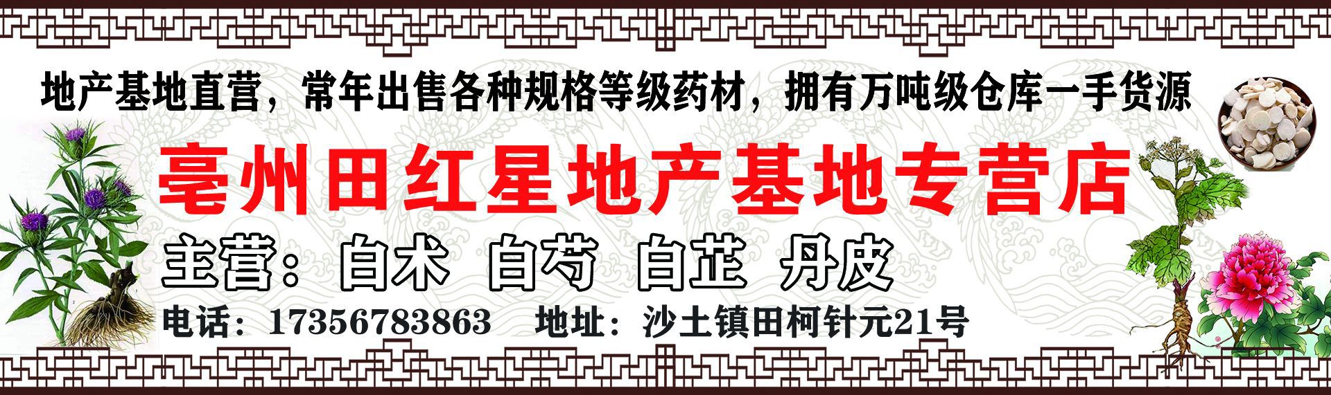 亳州市田红星白术地产药材行