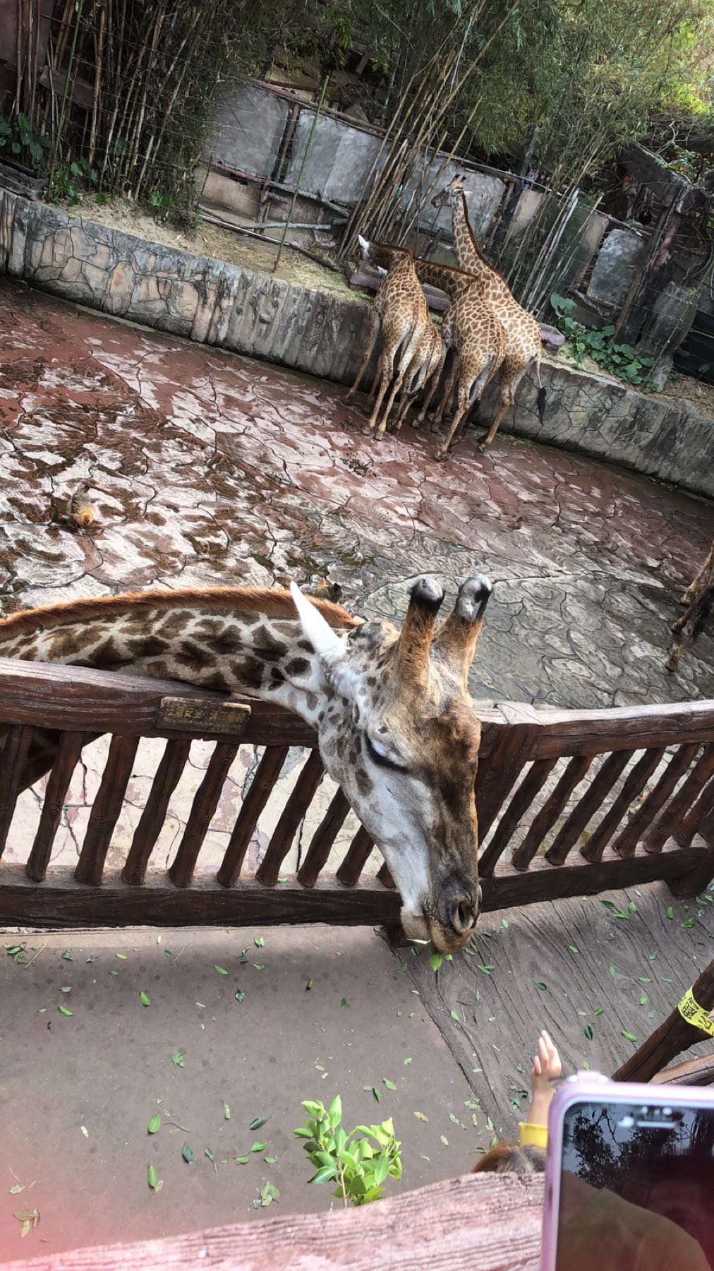 长鹿旅游休博园-童话动物世界