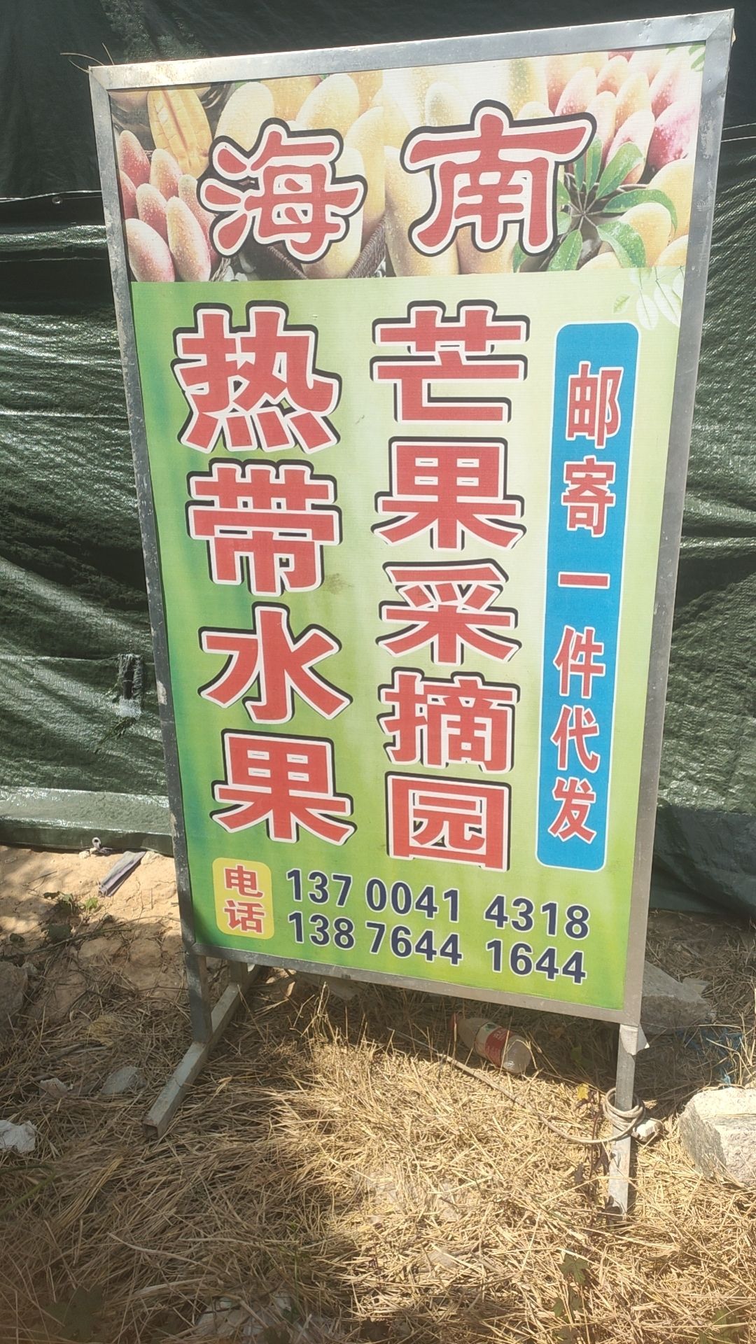 海南芒果采摘园