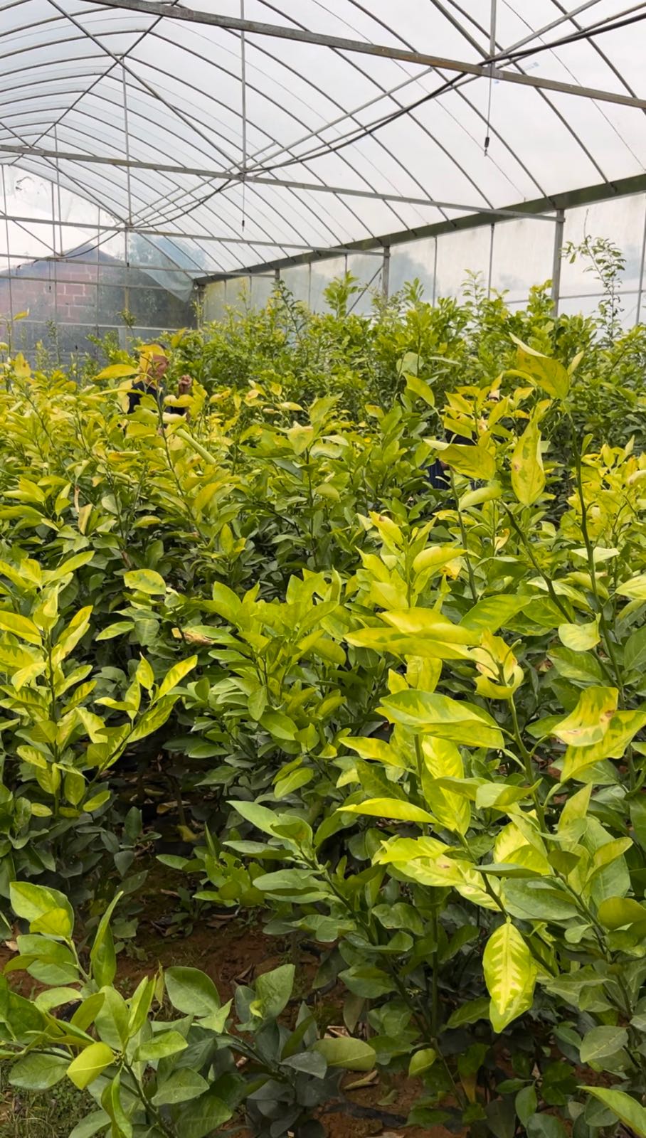 鹰潭市余江区志平果树种植专业合作社