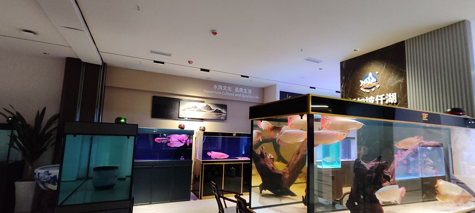 仟湖水族(贵州旗舰店)