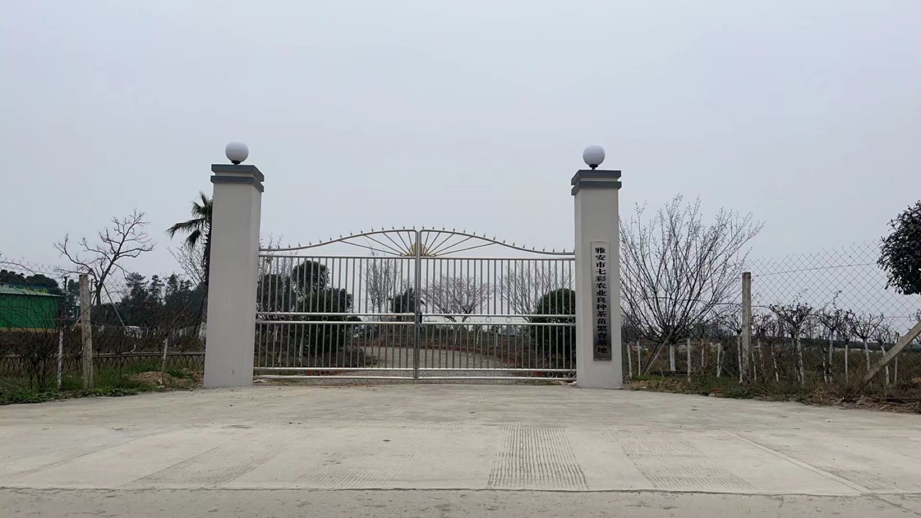 金鹤田园农庄-茶苗批发月季花批发茶苗繁育
