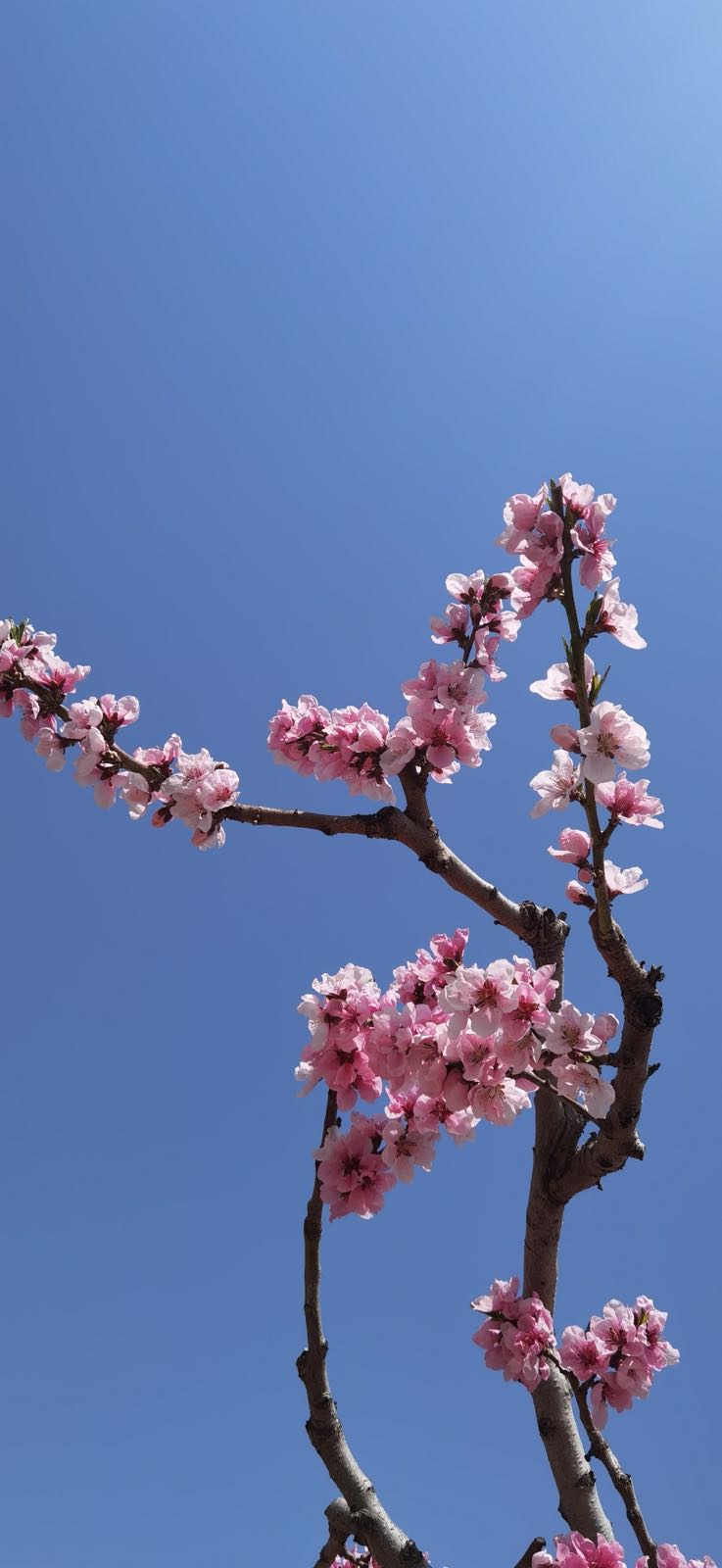 秦安何湾桃花景观(中国美丽田园)