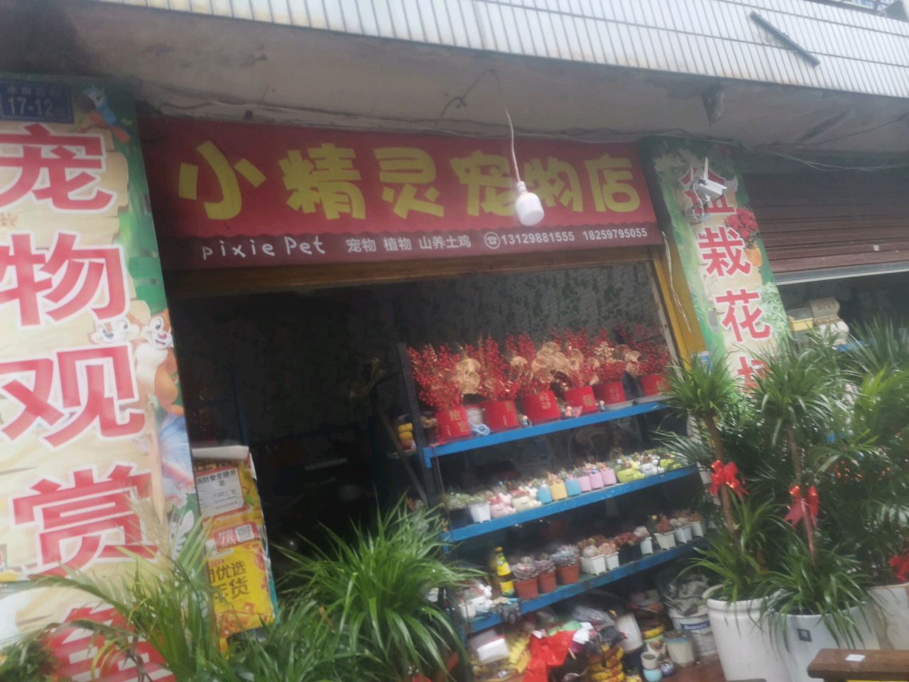 小精灵宠物店(水南西街店)