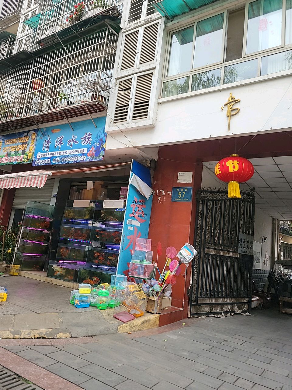清洋水族(常乐居店)