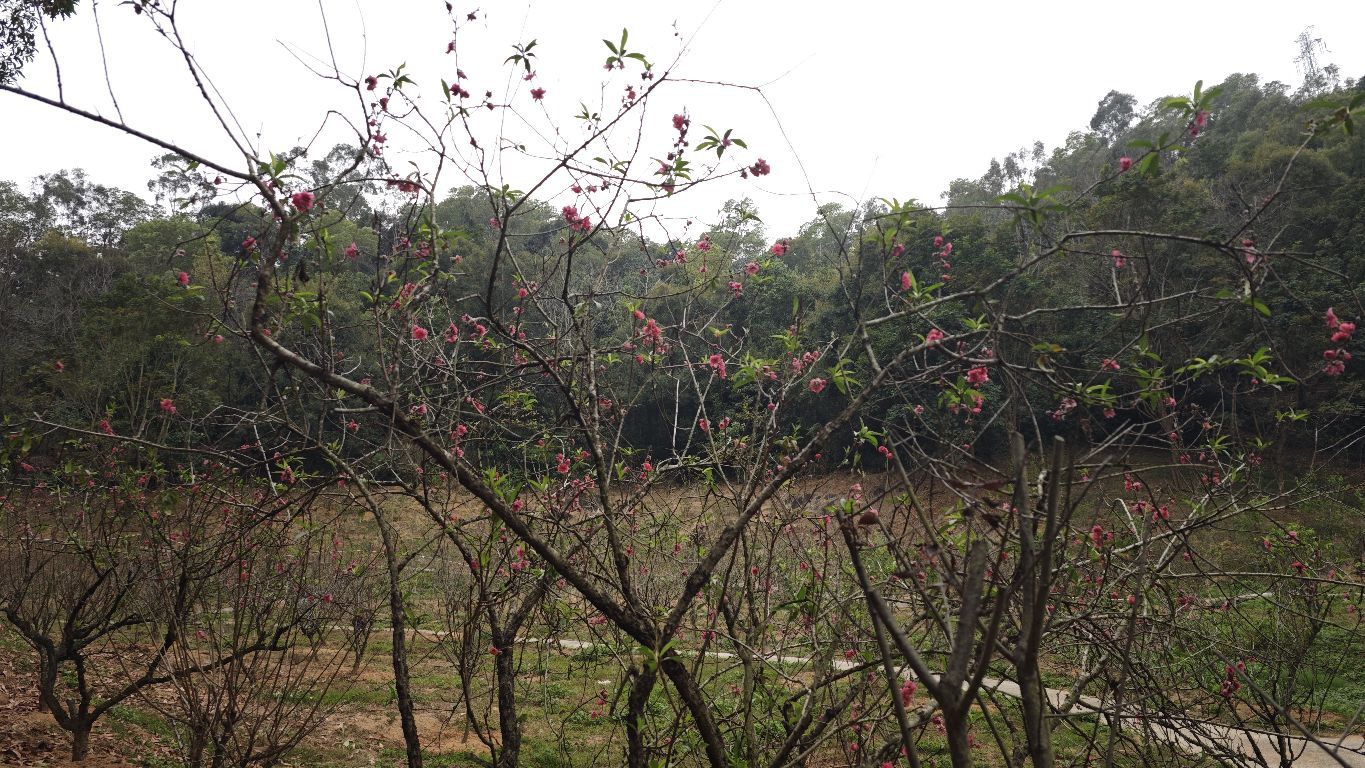 中山市树木园-桃花谷