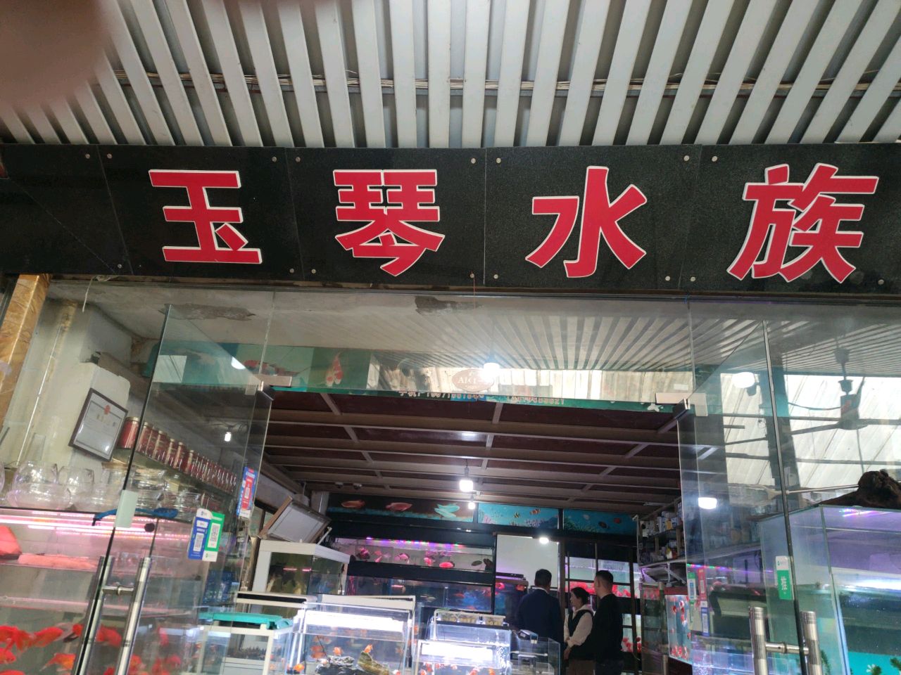 玉琴水族