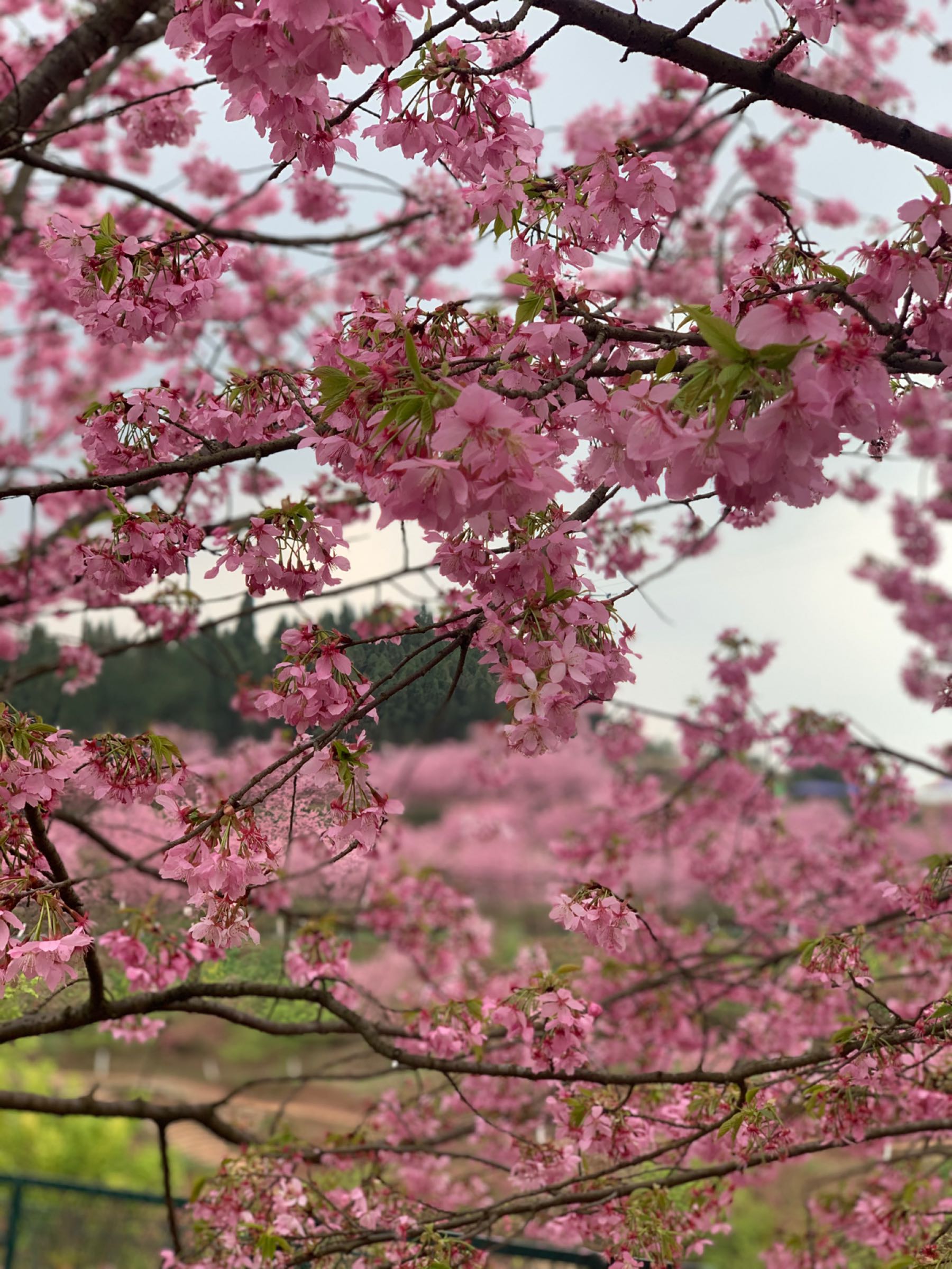澜岭江花