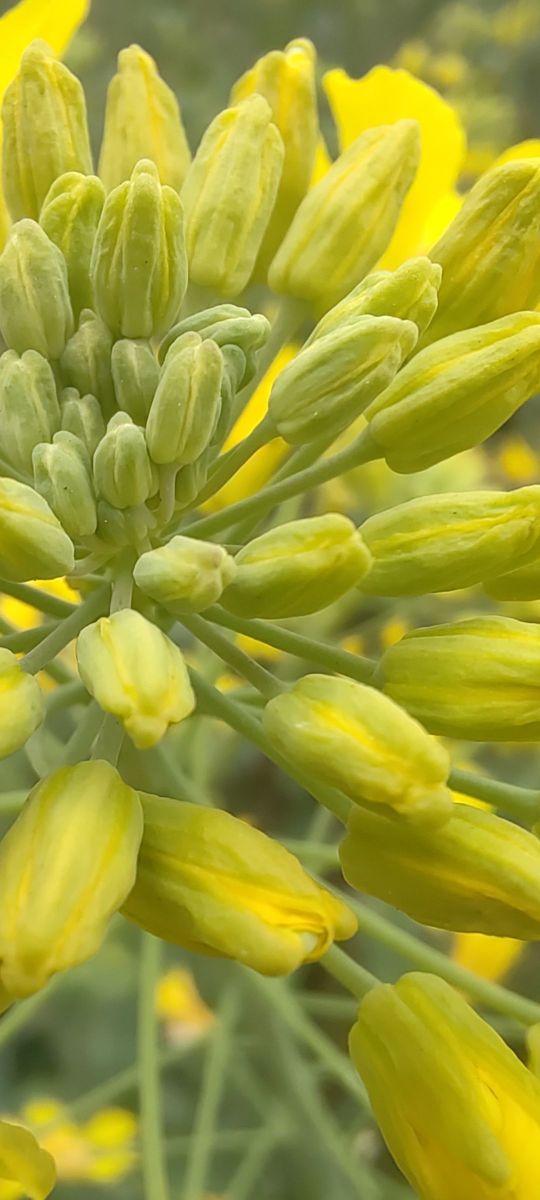云梦县盛砦油菜花海