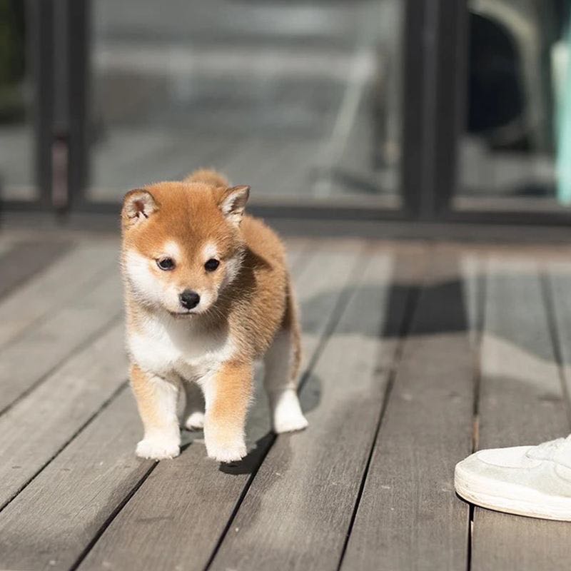 江门犬舍猫舍宠物店