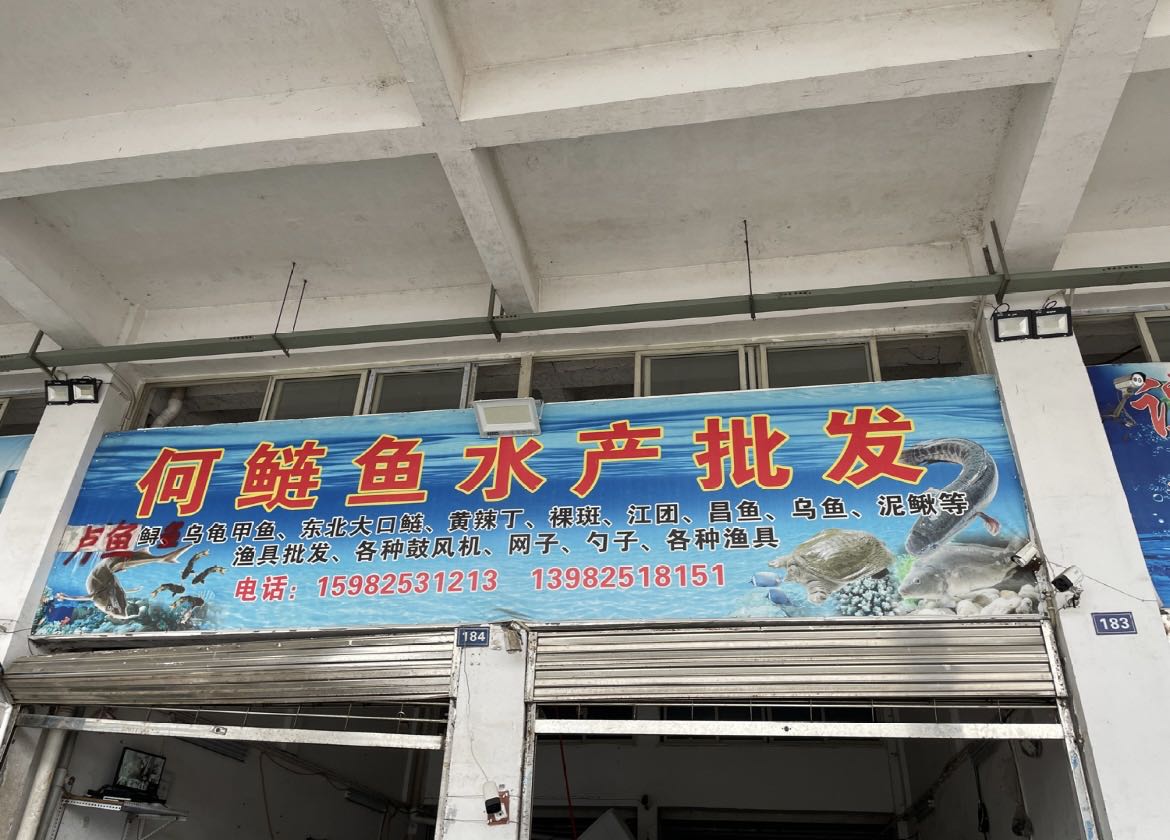 何鲢鱼水产批发