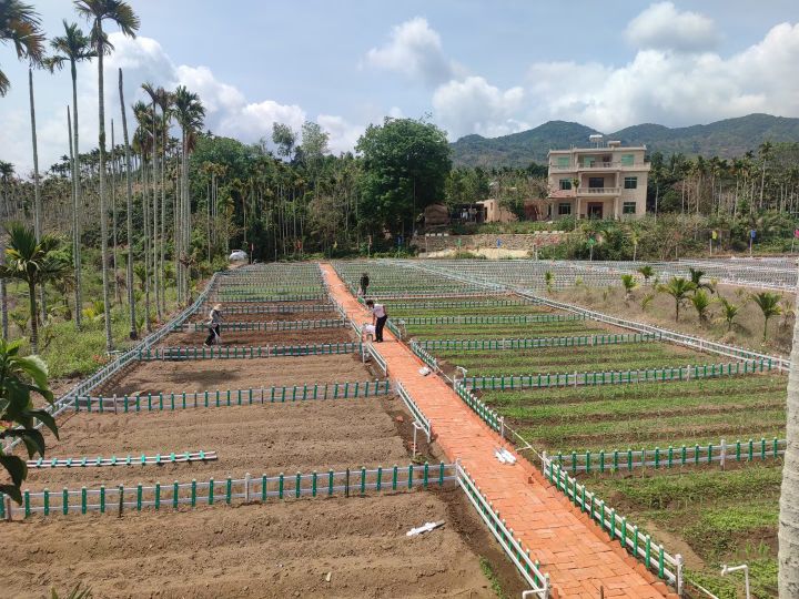 草蓬溪边菜园