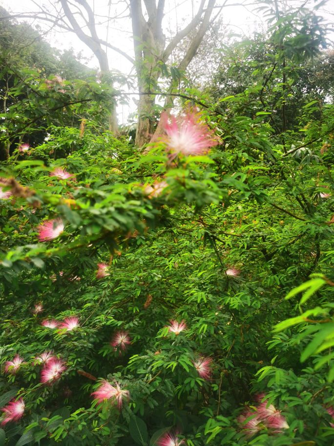 青秀山风景区-北门