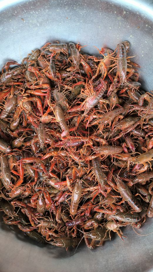 石柱县兴旺小龙虾垂钓