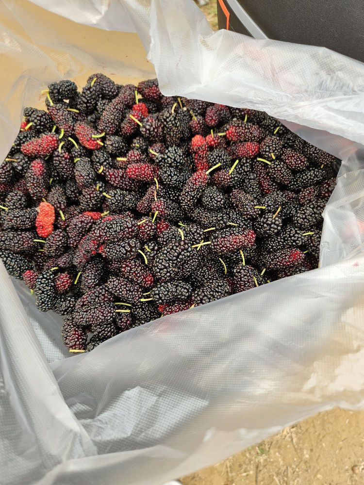 郭仔生态桑葚采摘园