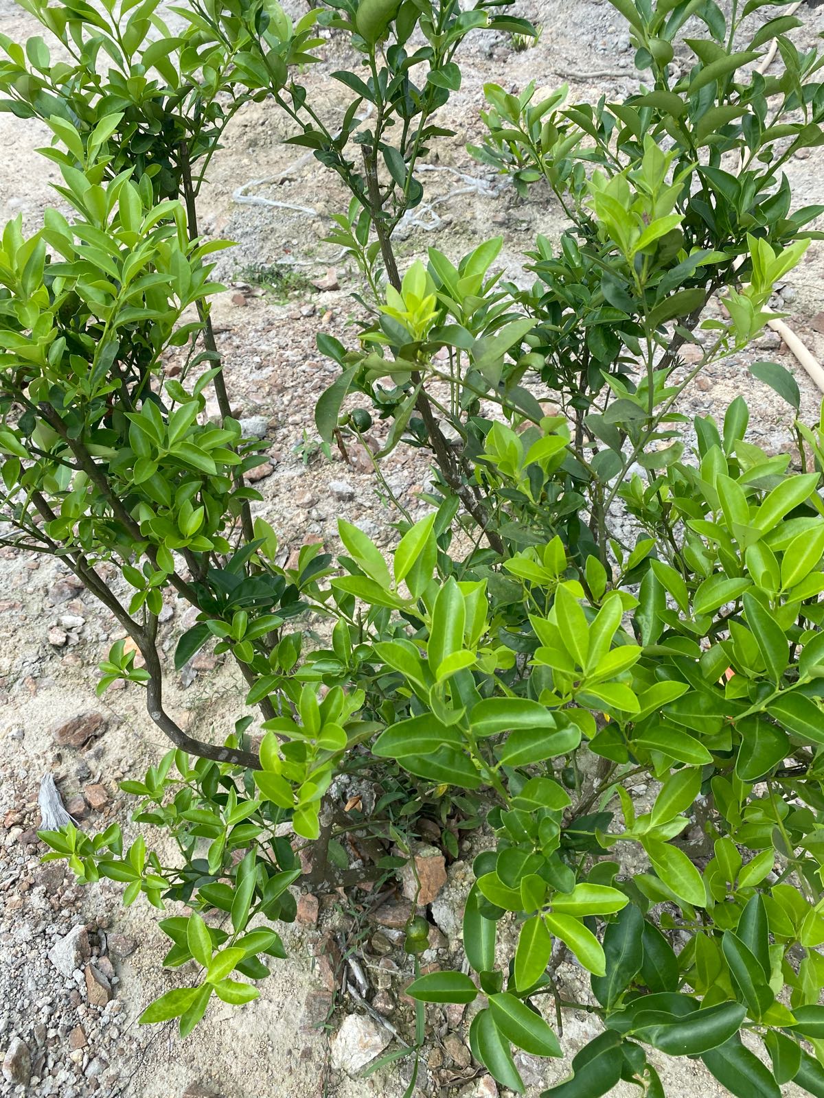 中兴镇促进水库加郎岭