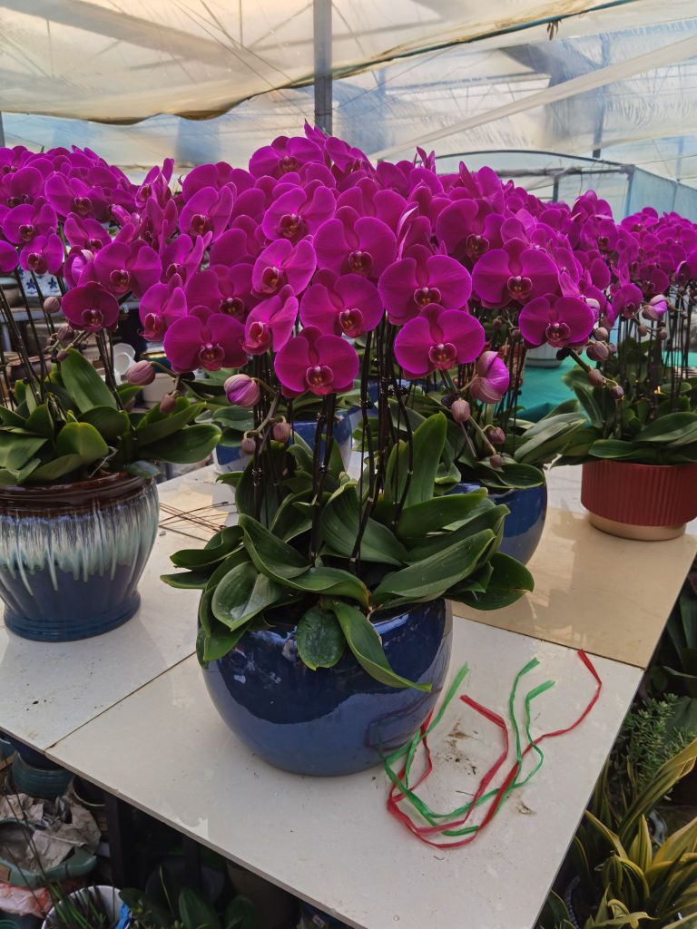 柏城花卉