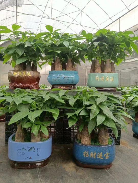 遇见花店鲜花绿植气球派对布置