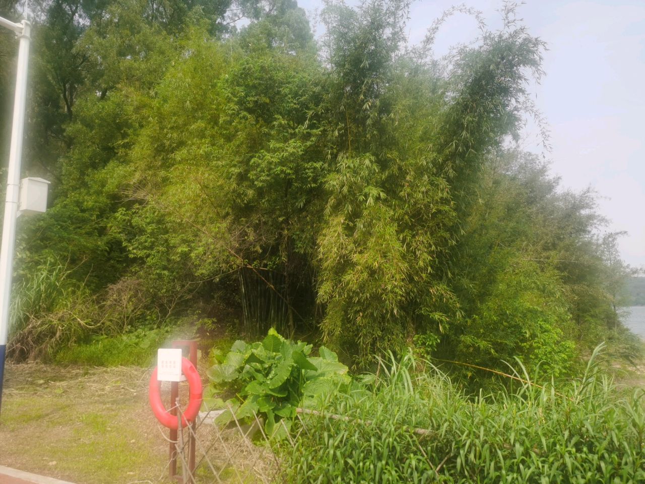 鹭鸟岛