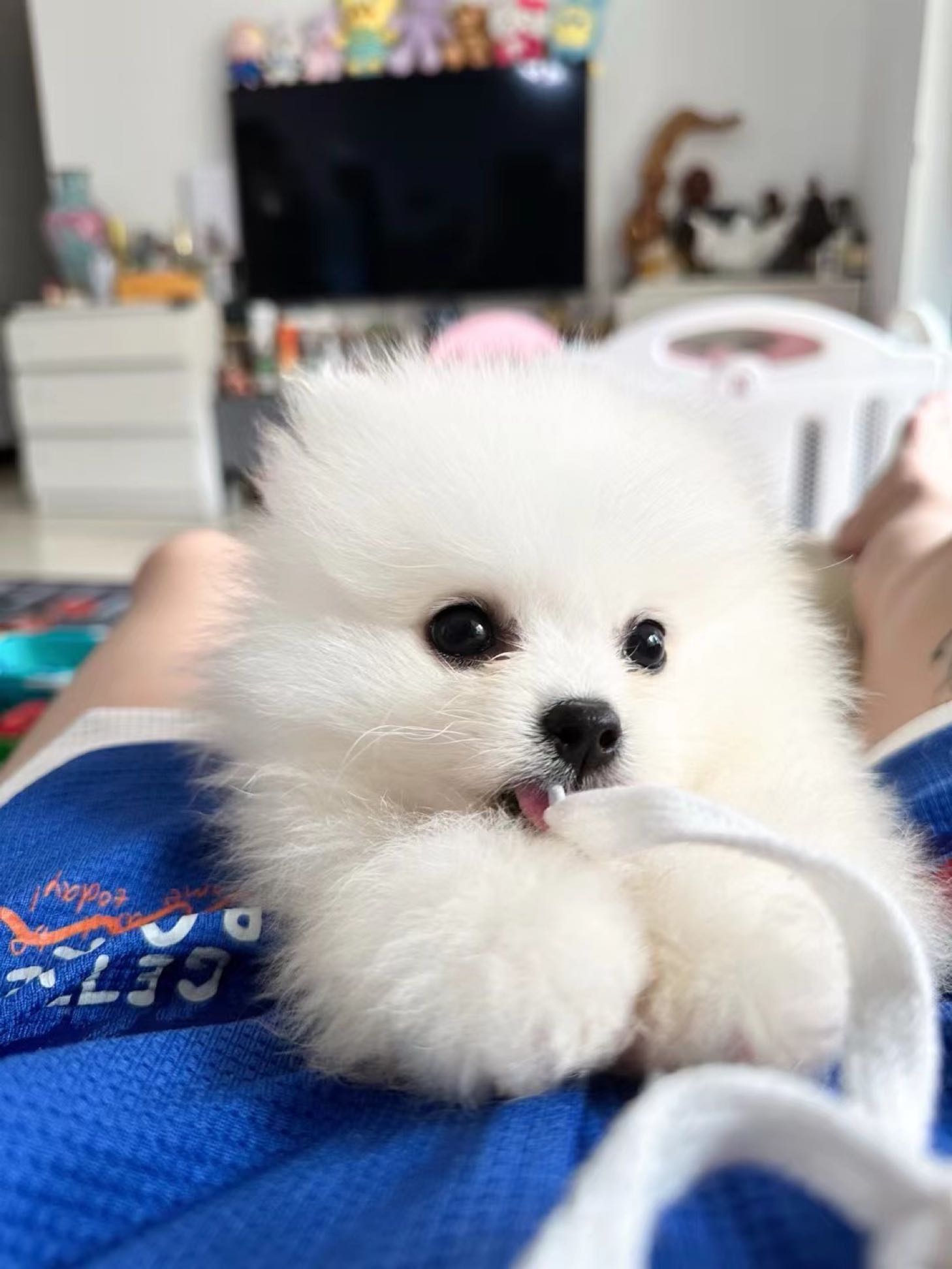淘气犬舍宠物狗场猫舍