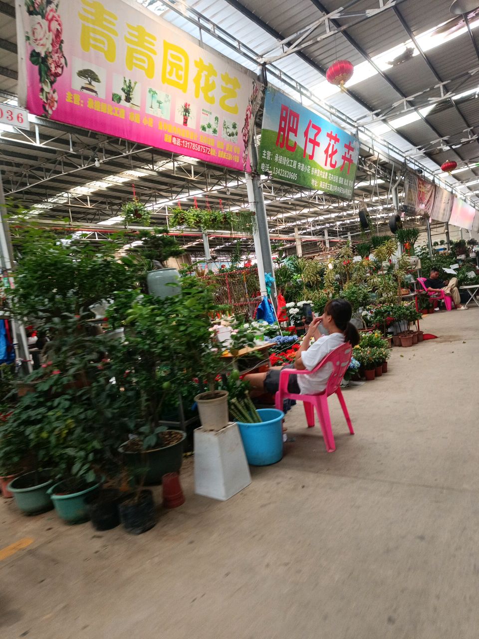 肥仔花卉
