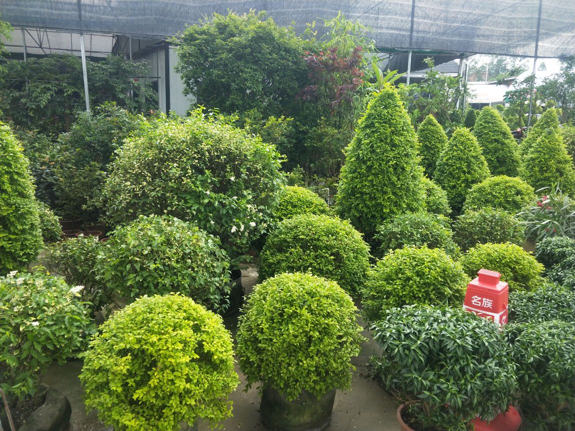 南宁市闽旺花木场