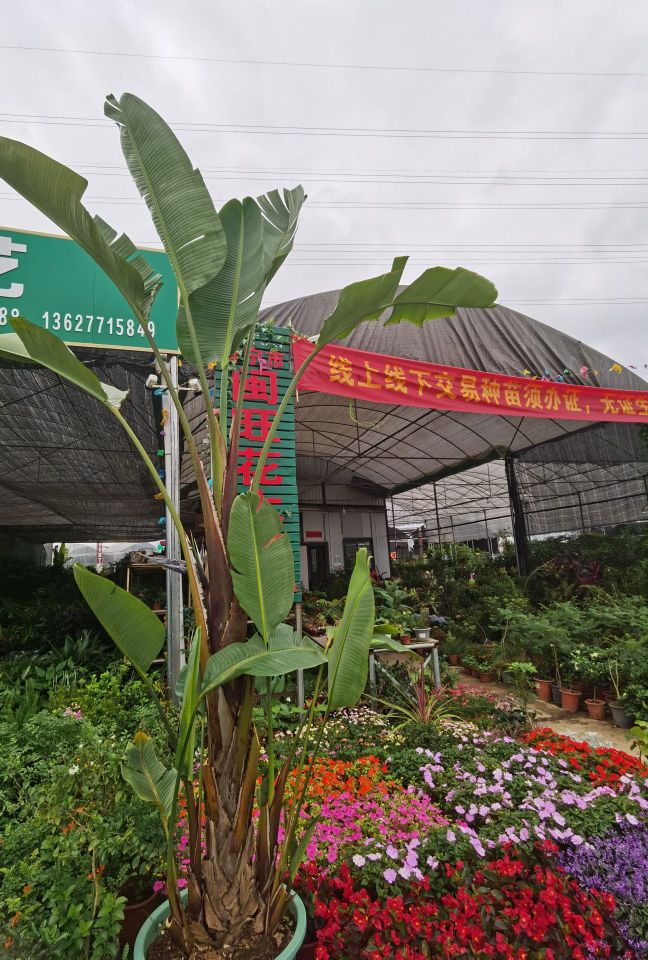 南宁市闽旺花木场
