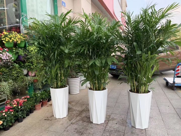 兴华水族(贝尔路店)