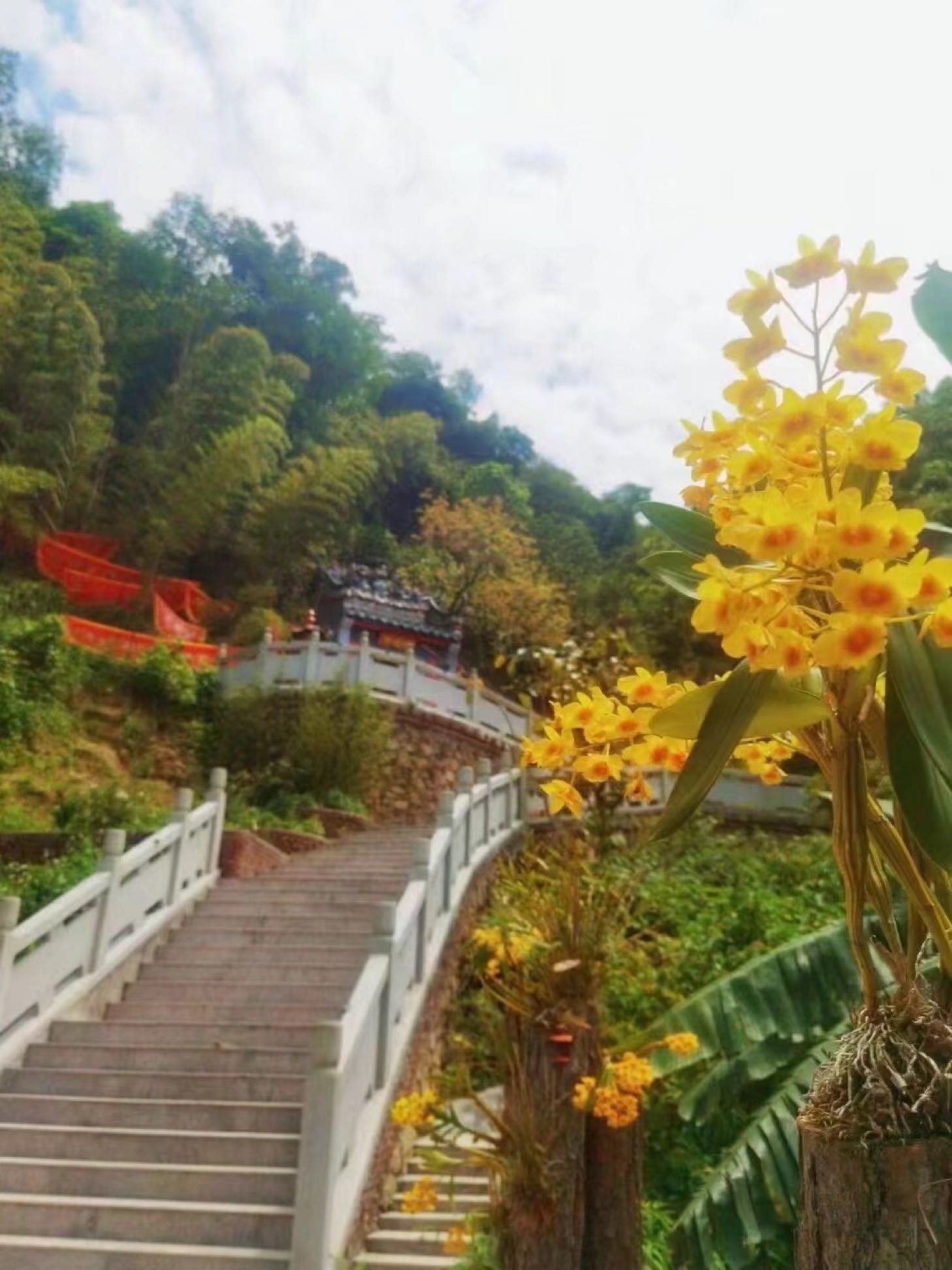 陆河鸡公髻嶂生太观光园