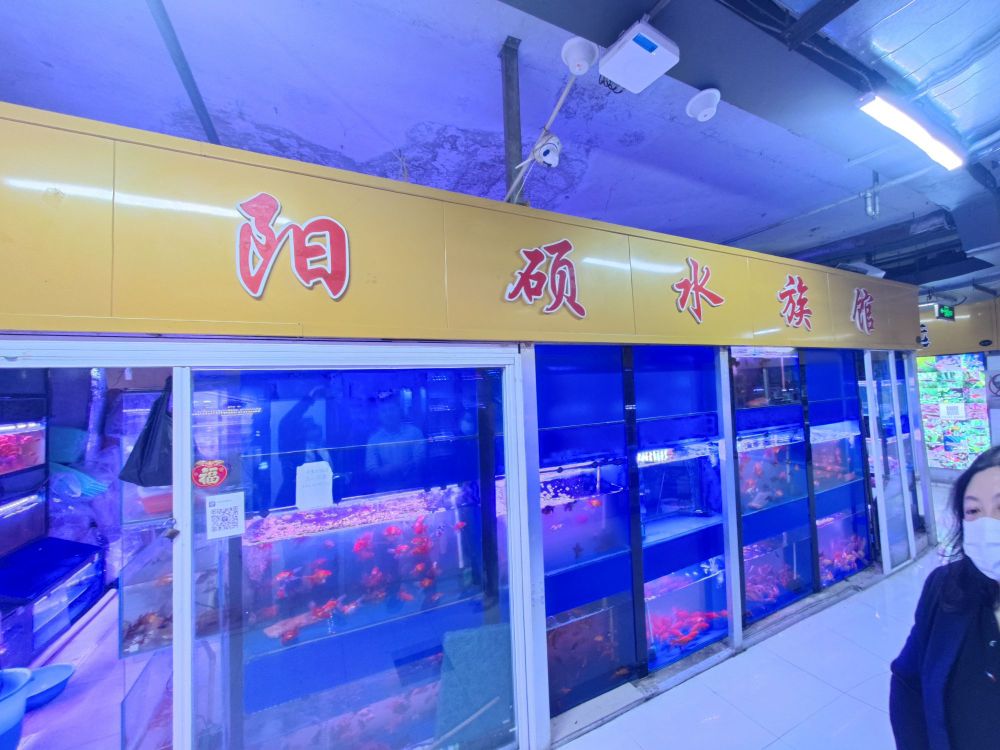 阳硕水族(大发店)