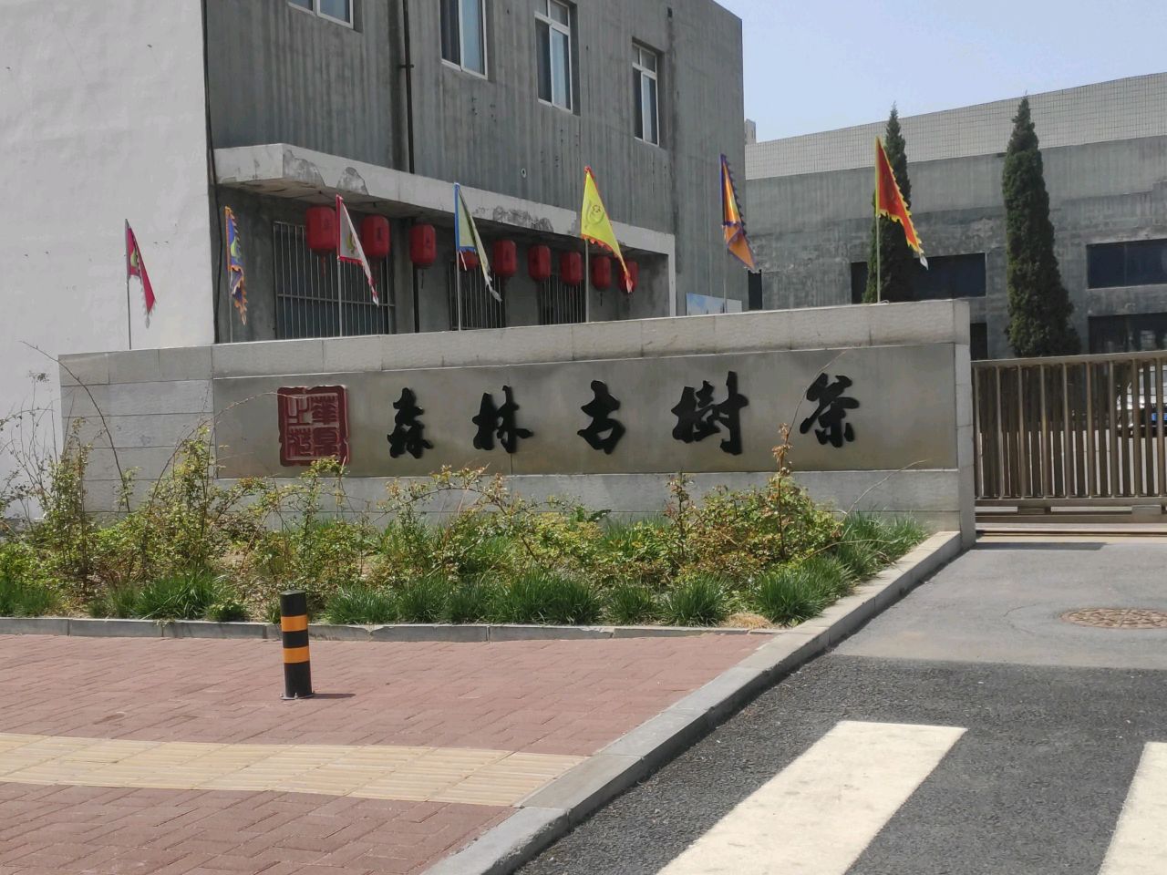 森林古树茶