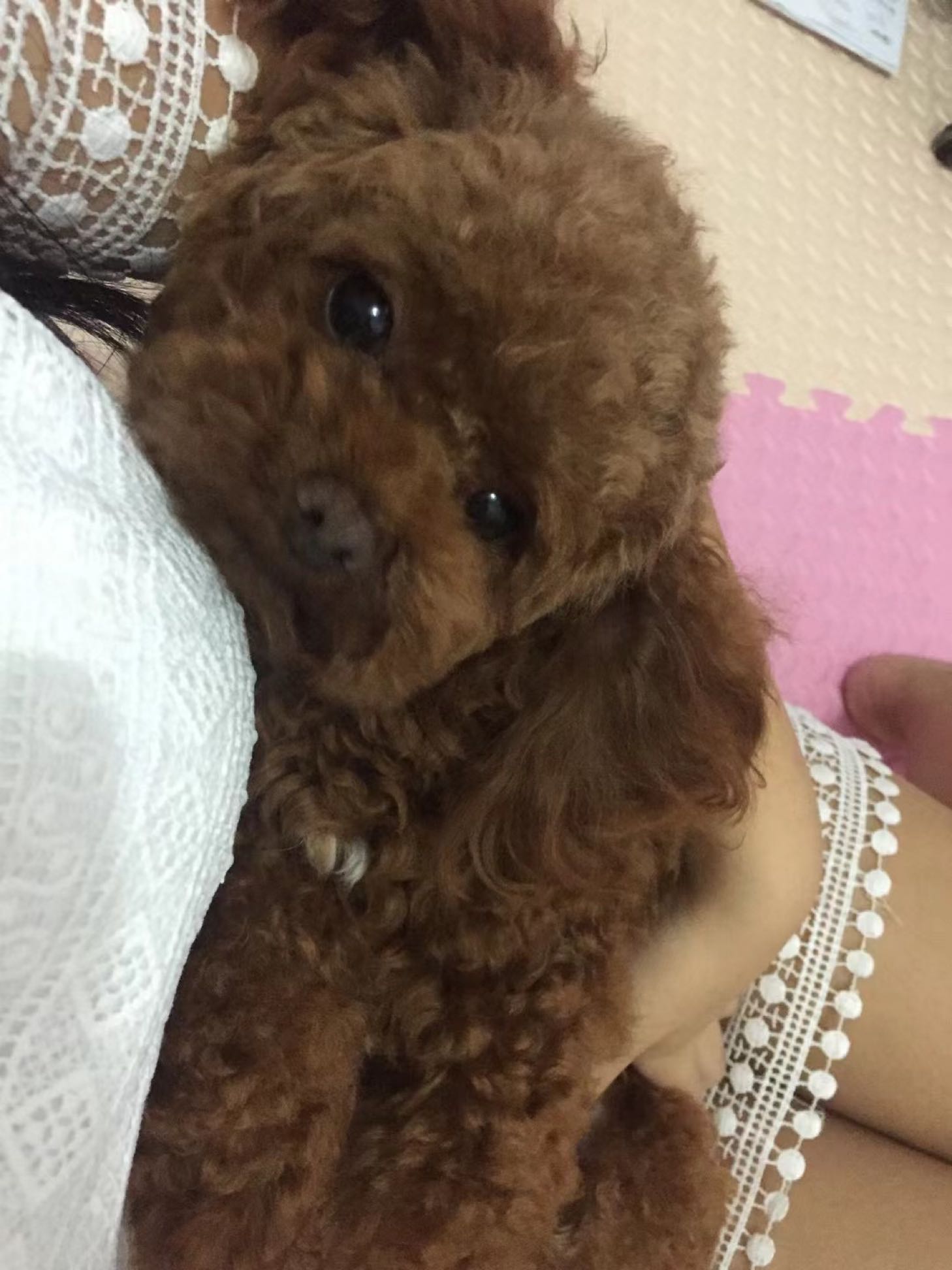 小诺犬舍宠物狗场猫舍