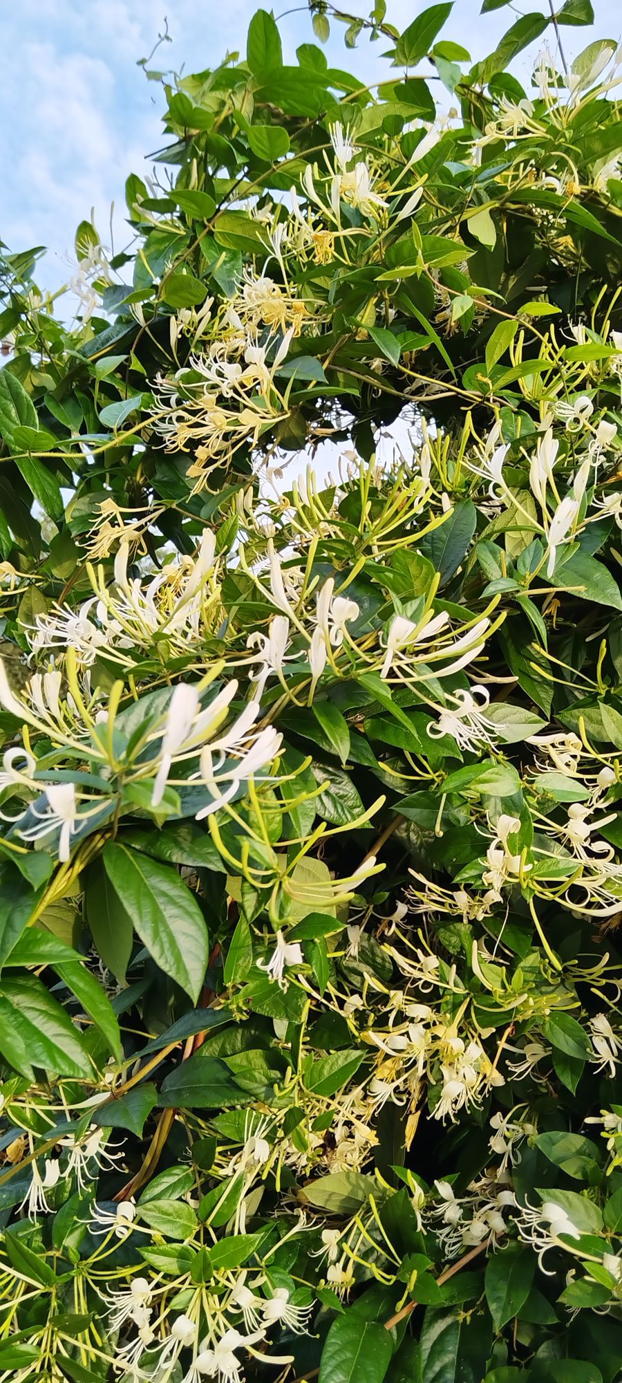 银花园